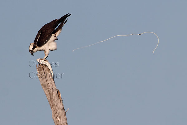Osprey © Russ Chantler